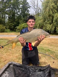 Common Carp