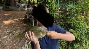 Common Carp