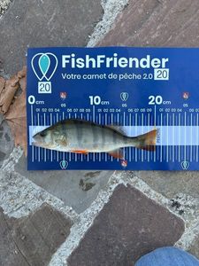 European Perch