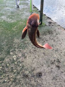 Grey Gurnard
