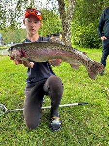 Rainbow Trout
