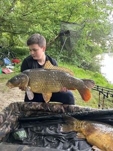 Common Carp