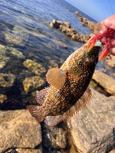 Ballan Wrasse