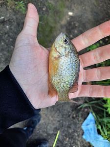 Green Sunfish