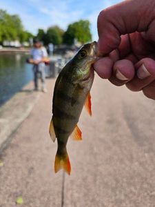 European Perch