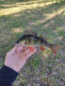 European Perch