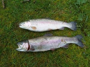 Rainbow Trout