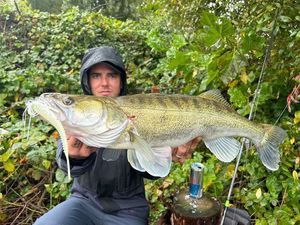 Zander