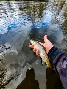 Brown Trout