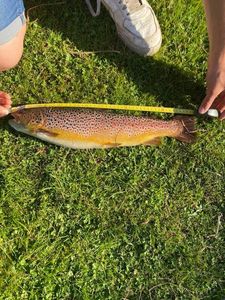 Brown Trout