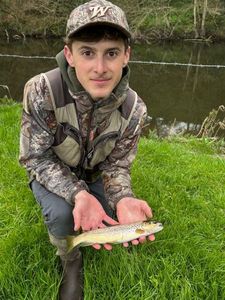 Brown Trout