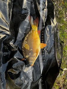 Mirror Carp