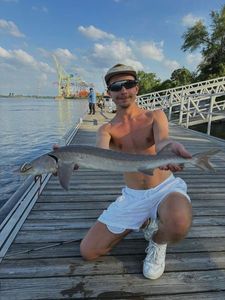 Sturgeon