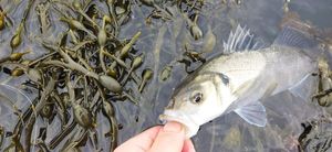 European Bass (Seabass)