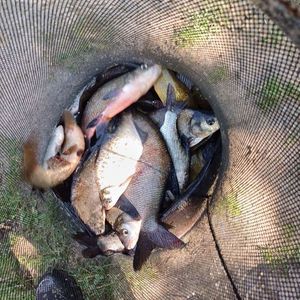 Common Bream