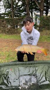 Common Carp