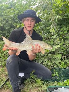 Barbel