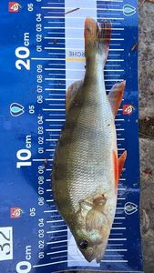 European Perch