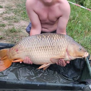 Common Carp