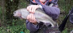 Rainbow Trout