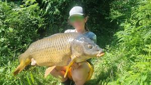 Common Carp