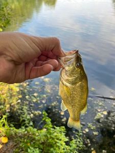 Largemouth Bass