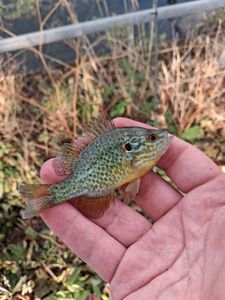 Pumpkinseed