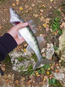 Zander