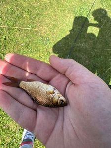 Crucian Carp