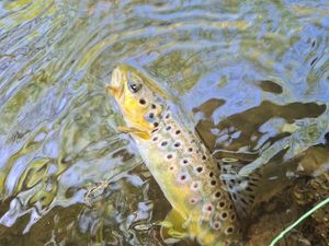 Brown Trout