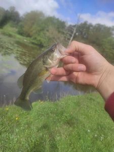 Largemouth Bass