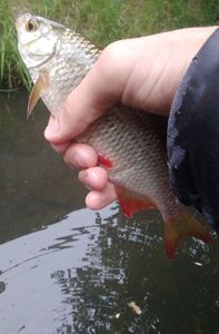 Roach