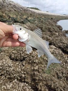 European Bass (Seabass)
