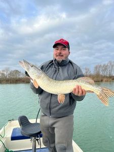 Northern Pike