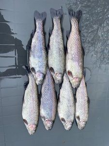 Rainbow Trout