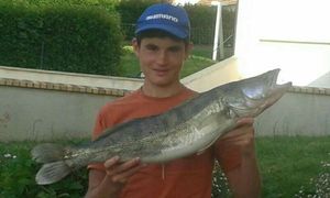 Zander