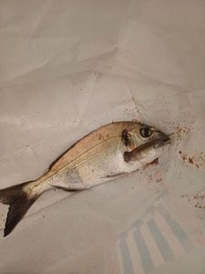 Gilthead Seabream