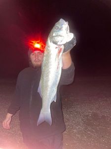 European Bass (Seabass)
