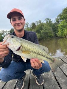Largemouth Bass