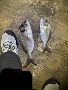 Gilthead Seabream