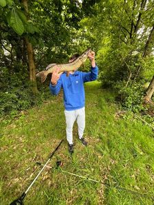 Northern Pike