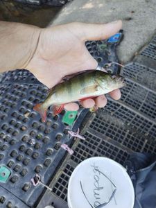 European Perch