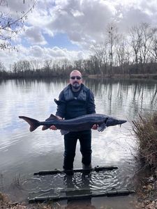 Sturgeon