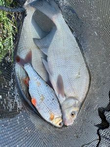 Common Bream