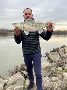 Zander