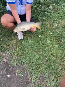 Mirror Carp