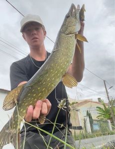 Northern Pike