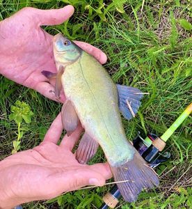 Tench