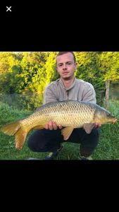 Common Carp