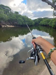 Mangrove Red Snapper